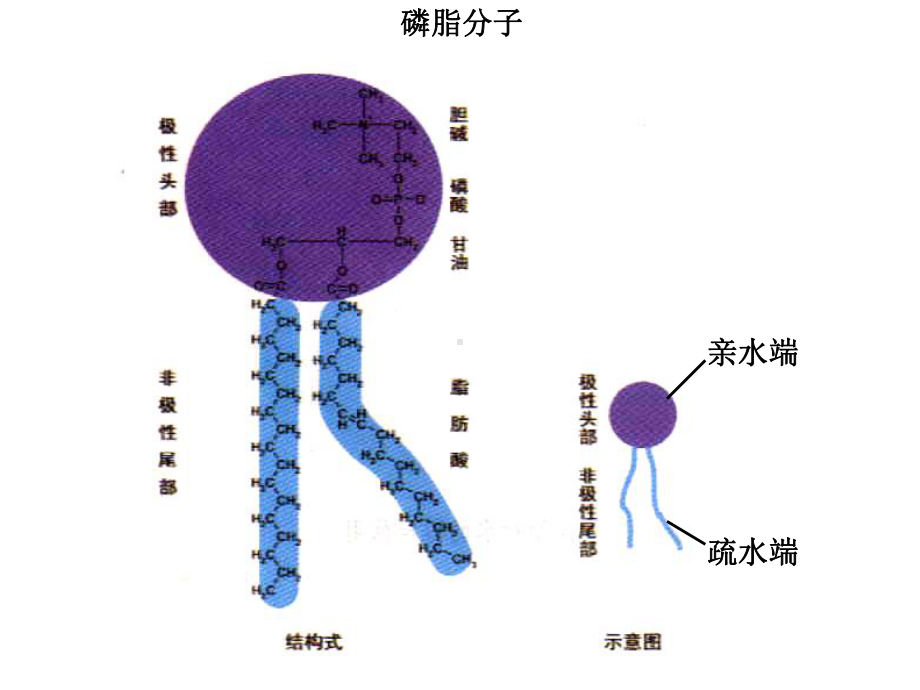 EOverton用500多种化学物质对植物细胞透课件.ppt_第3页