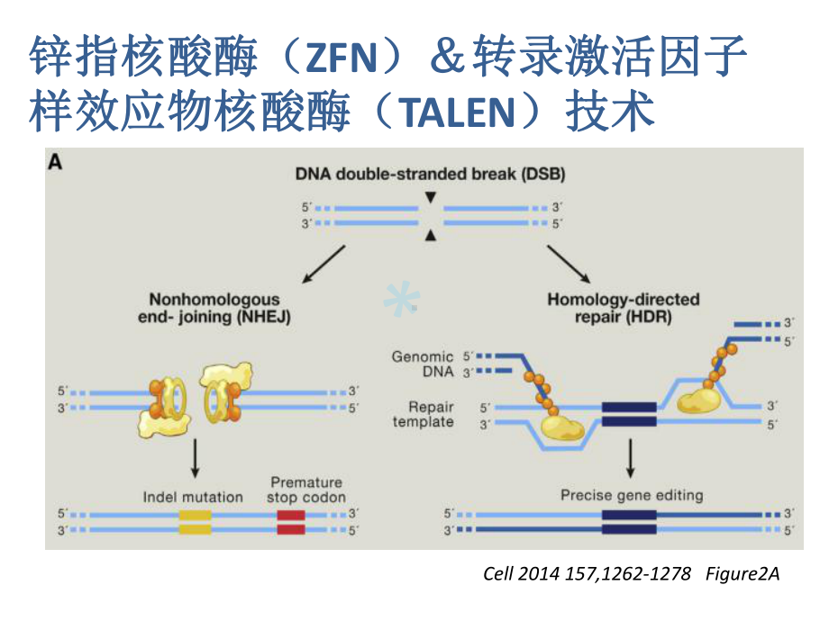 基因编辑方法CRISPR-Cas9课件.pptx_第3页