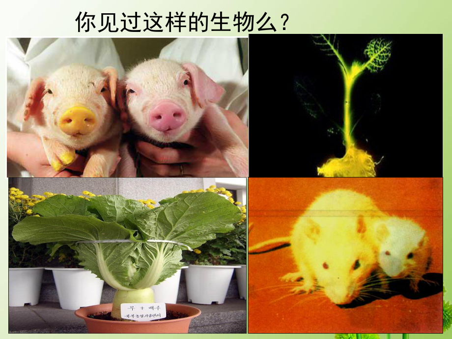 与生物学有关的职业-生物技术产业的研发人员课件.ppt_第2页