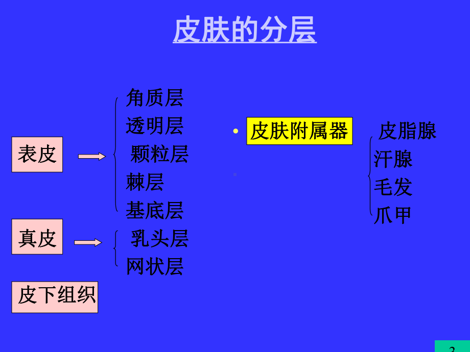 皮肤的组织结构课件.ppt_第3页