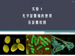 光学显微镜的使用及显微绘图课件.ppt