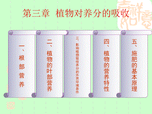 根系养分吸收课件.ppt