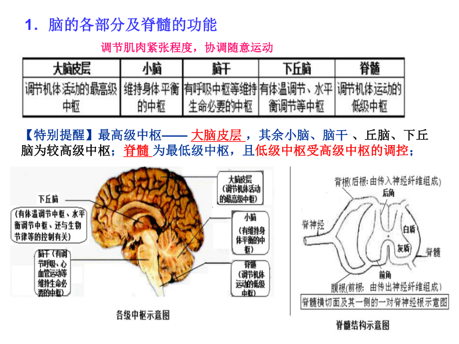 大脑的高级功能分析课件.ppt_第2页