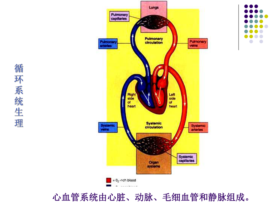 外周循环生理课件.ppt_第2页