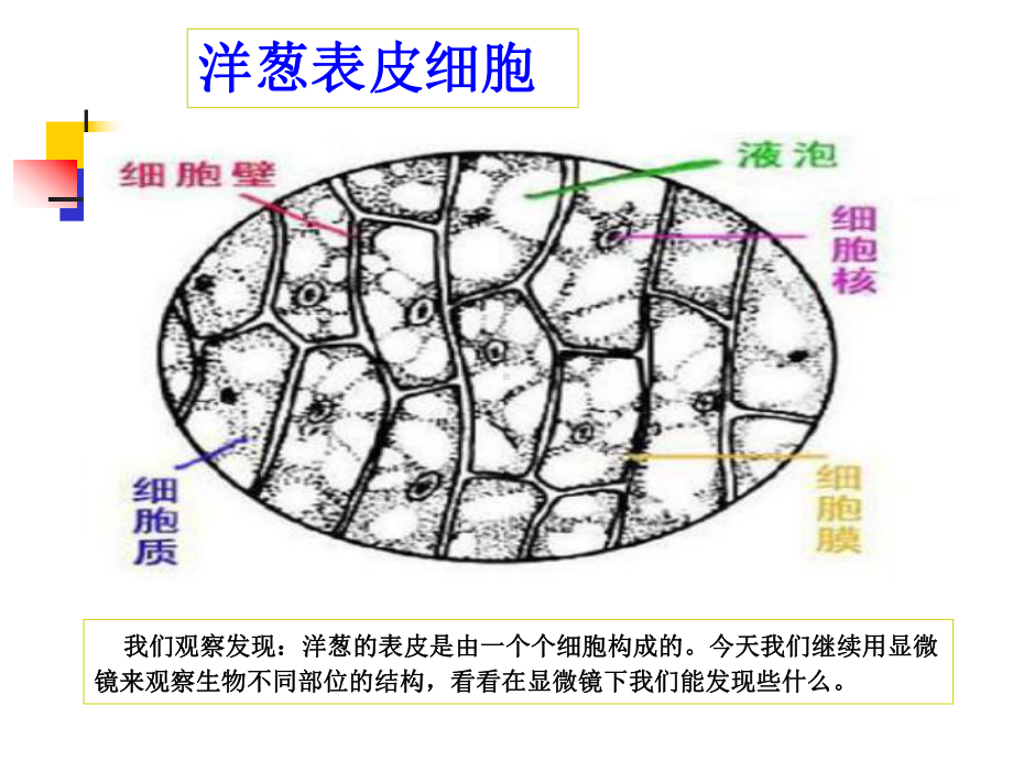 《用显微镜观察身边的生命世界(二)》课件.ppt_第2页