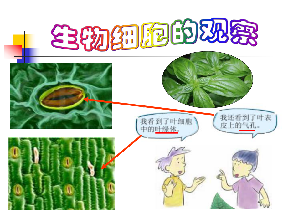 《用显微镜观察身边的生命世界(二)》课件.ppt_第3页