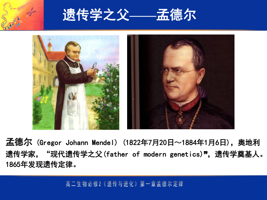 基因分离定律课件.ppt_第2页