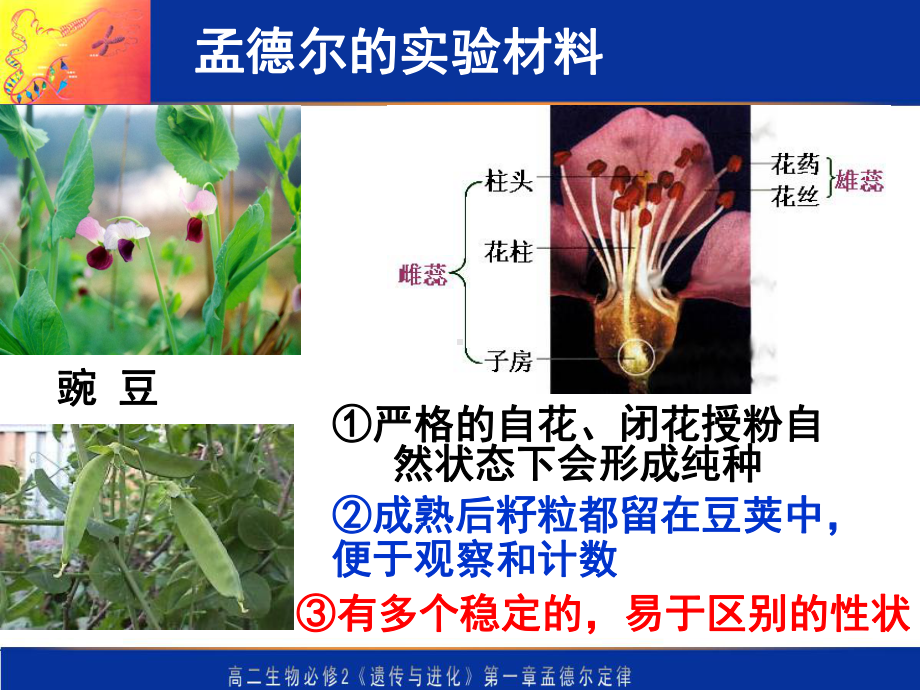 基因分离定律课件.ppt_第3页