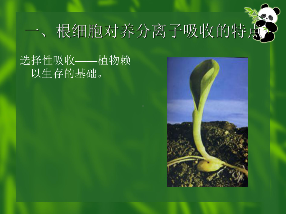 （PPT）植物对养分的吸收.课件.ppt_第2页