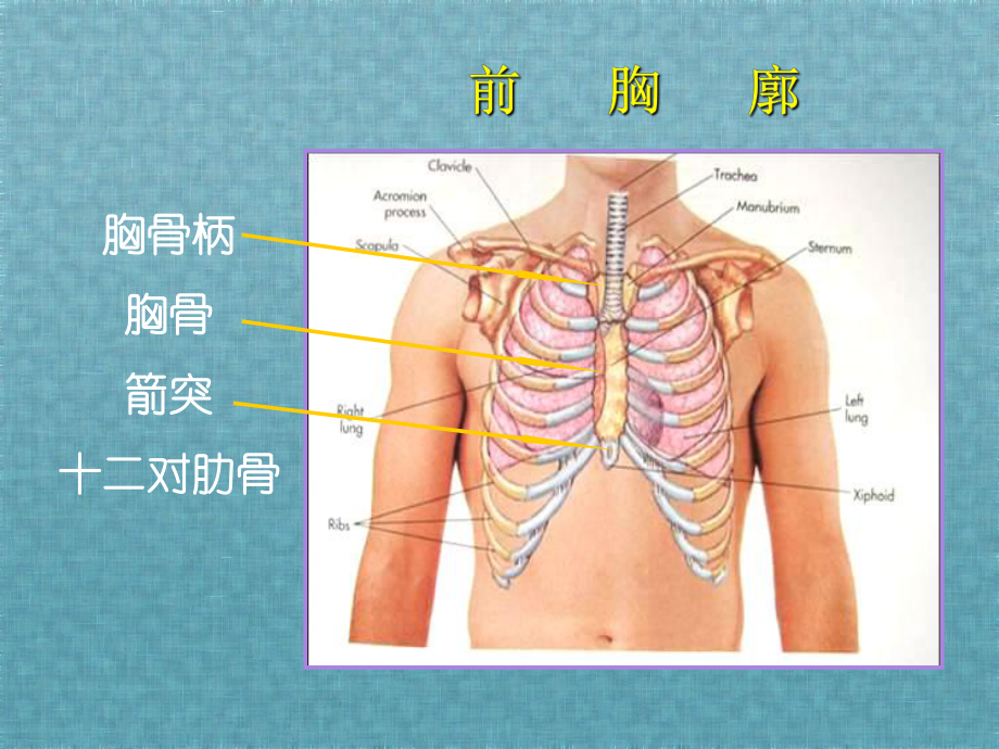 胸部的体格检查和解剖生理特点课件.ppt_第3页