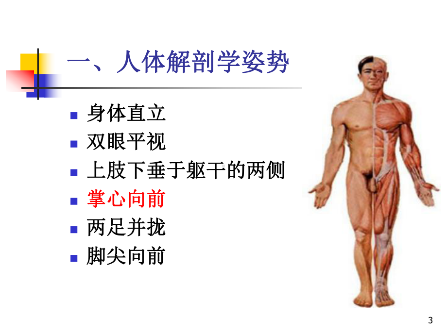 运动解剖学完整版课件.ppt_第3页