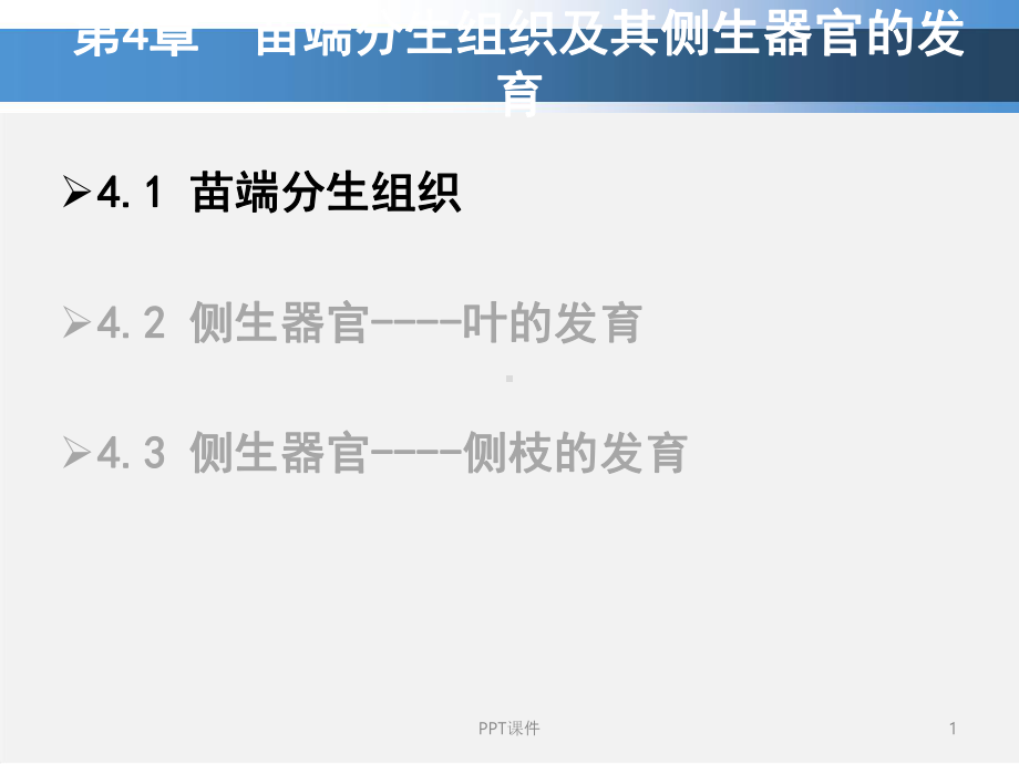 植物发育生物学-苗端分生组织及其侧生器官的发育课件.ppt_第1页