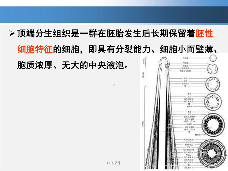 植物发育生物学-苗端分生组织及其侧生器官的发育课件.ppt_第3页