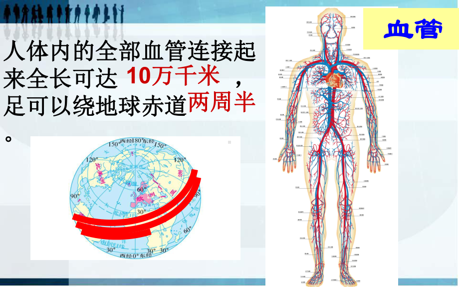 北师大版七年级生物血液循环(第一课时)课件.ppt_第2页