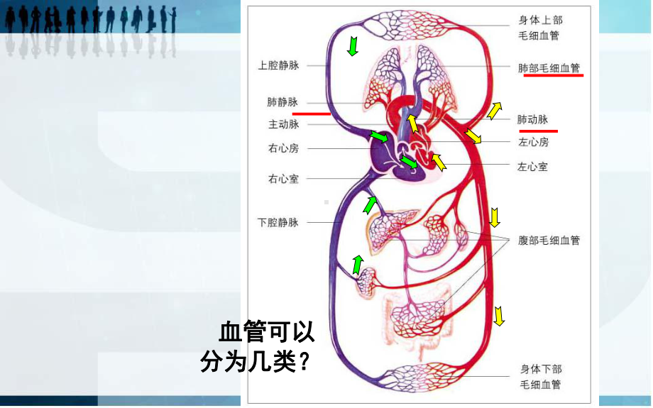 北师大版七年级生物血液循环(第一课时)课件.ppt_第3页