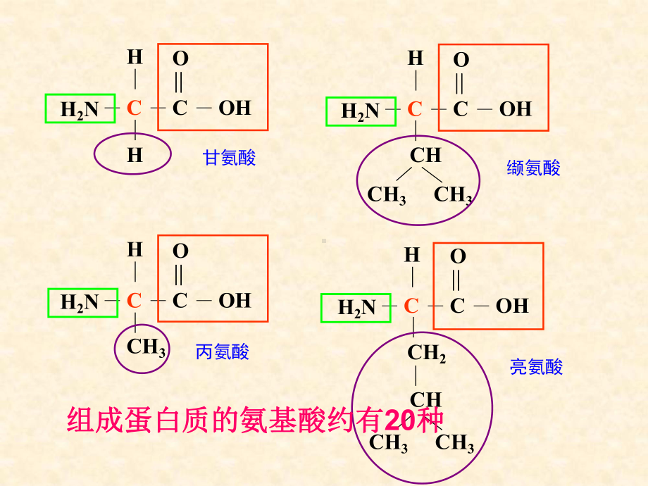 N个氨基酸脱水缩合形成一条肽链课件.ppt_第3页