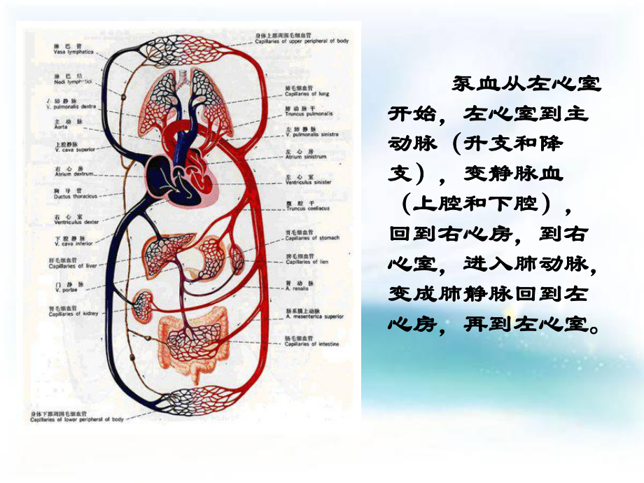 哈维1578-1657年对血液循环的发现课件.ppt_第2页