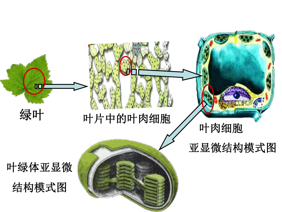 其光合速率受光照强度影响的变化曲线课件.ppt_第3页