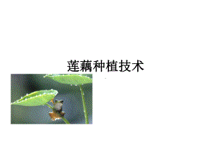 莲藕种植技术分析课件.ppt