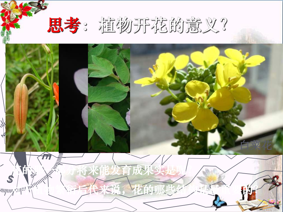 《植物的开花和结果》PPT(共42张)课件.ppt_第3页