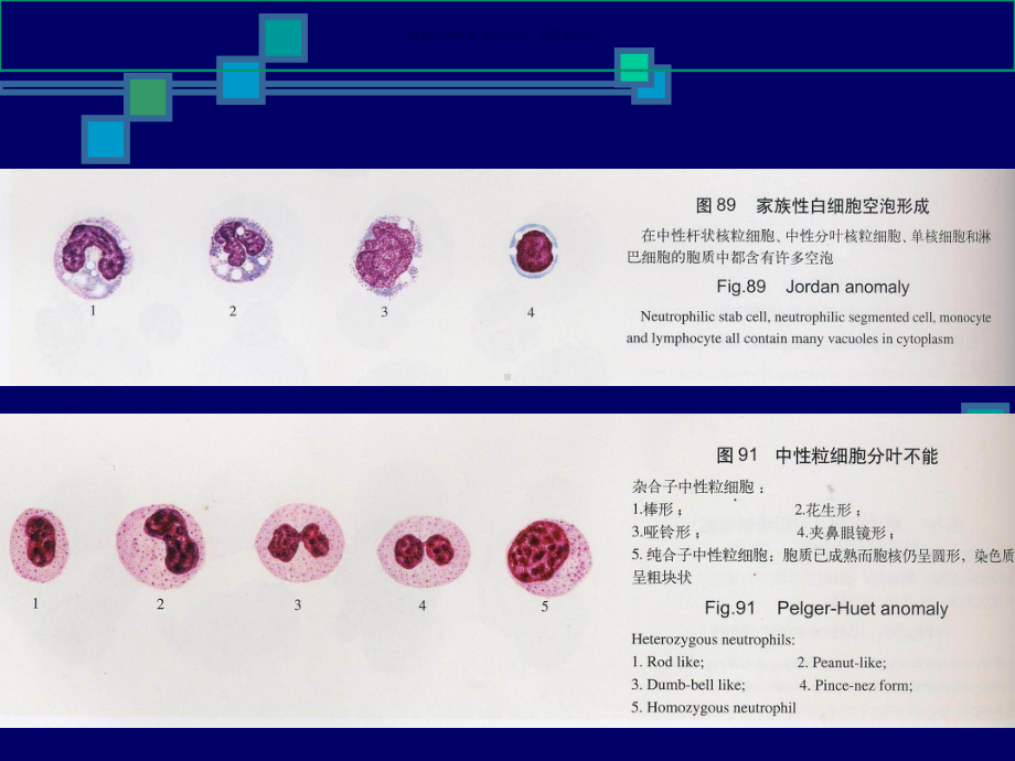 造血检验的基本方法课件.ppt_第3页