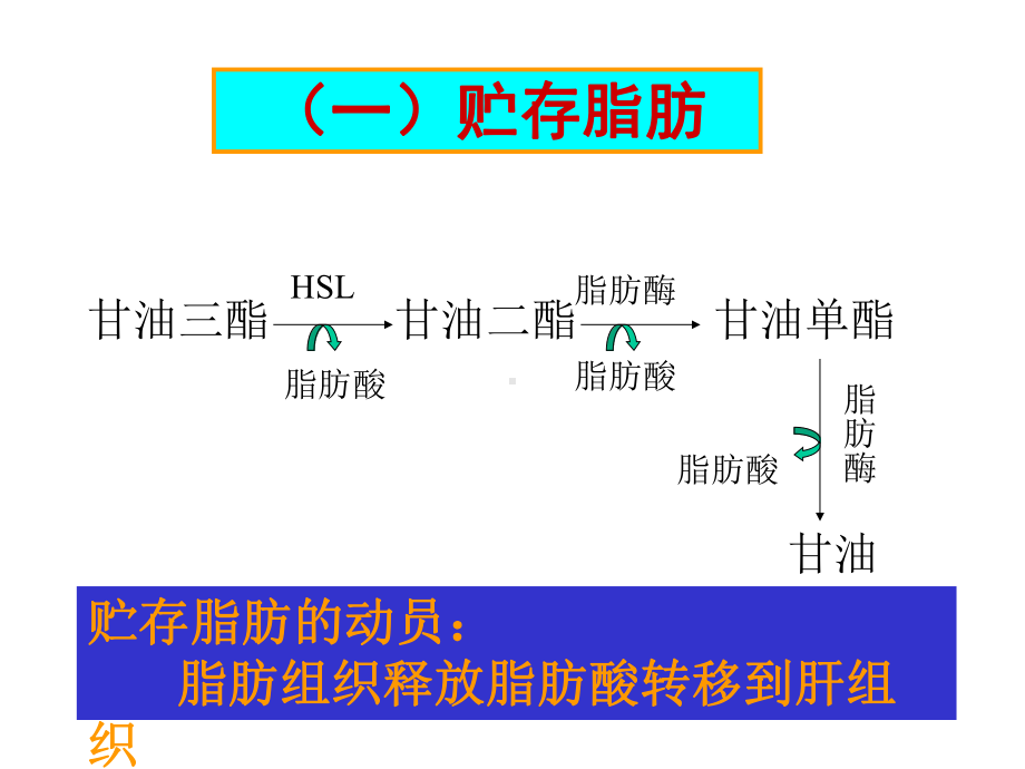 第29章脂类的生物合成共94页课件.ppt_第3页