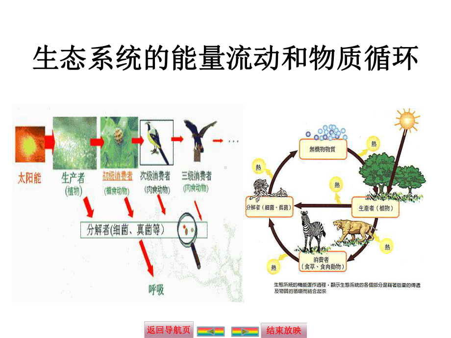 生态系统能量流动和物质循环分析课件.ppt_第1页