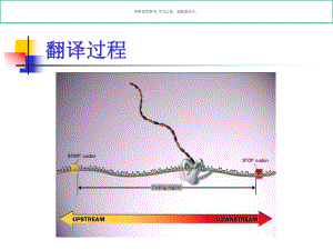 蛋白质的生物合成-专业知识讲解课件.ppt