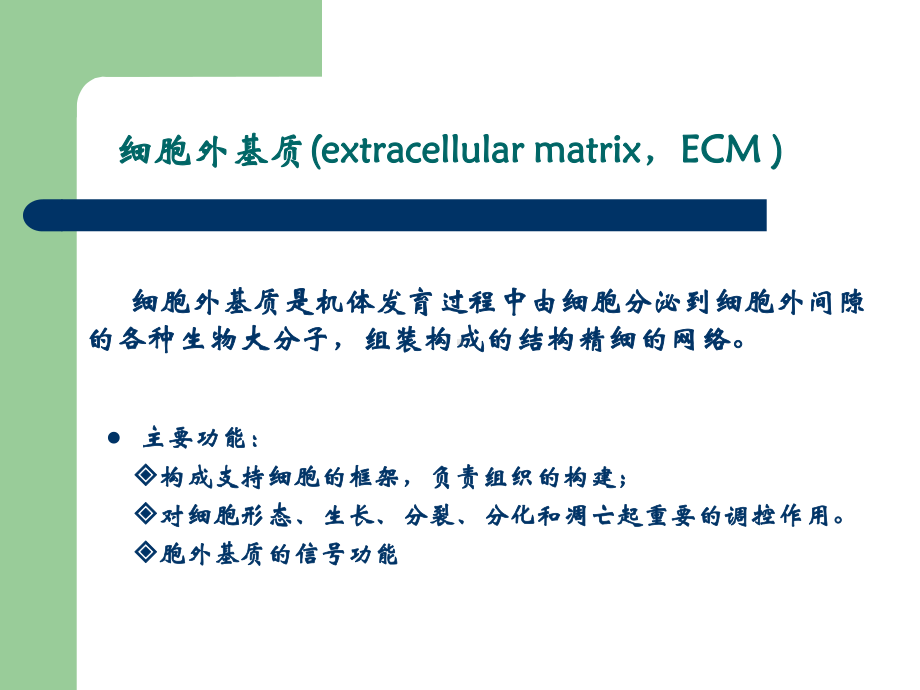 细胞生物学细胞外基质A细胞骨架剖析课件.ppt_第2页