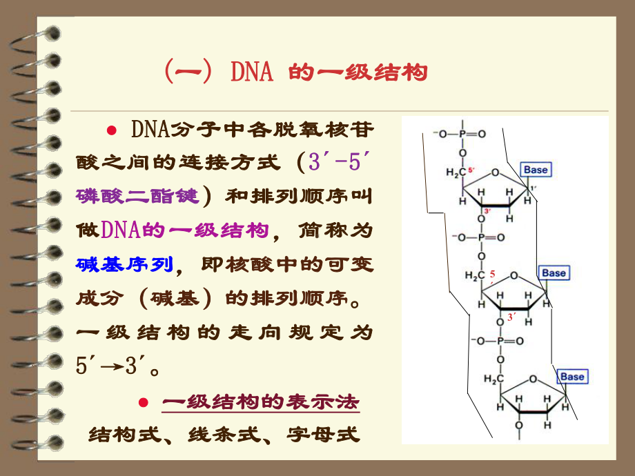 DNA的双螺旋结构课件.ppt_第2页