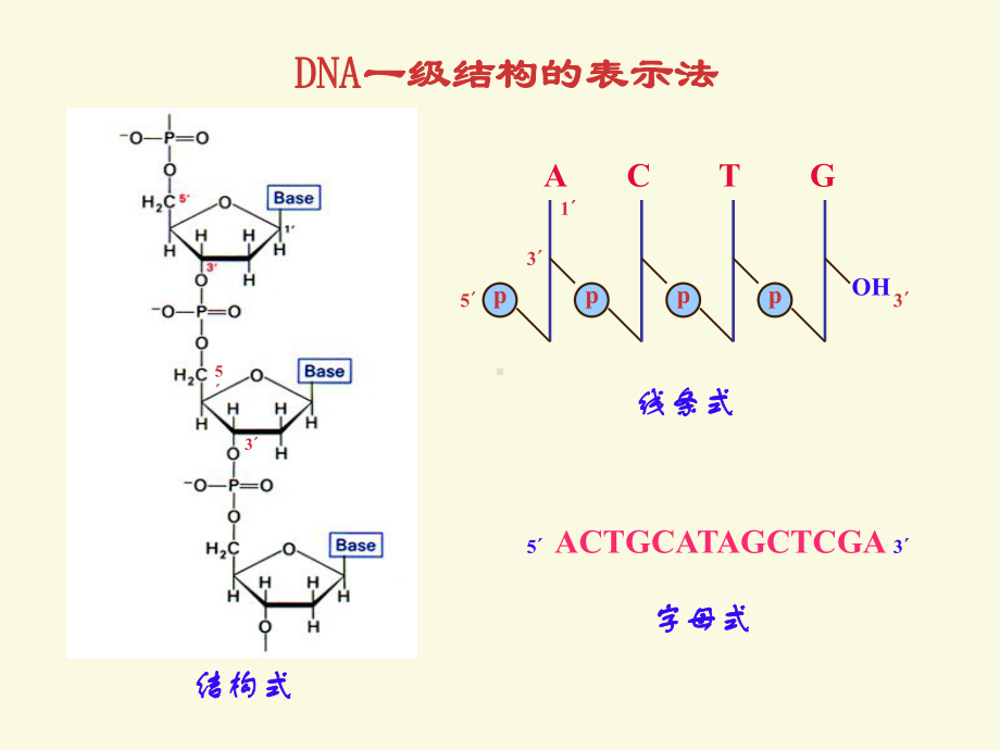 DNA的双螺旋结构课件.ppt_第3页