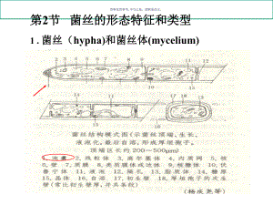 食药用真菌食用菌的生物学基础课件.ppt