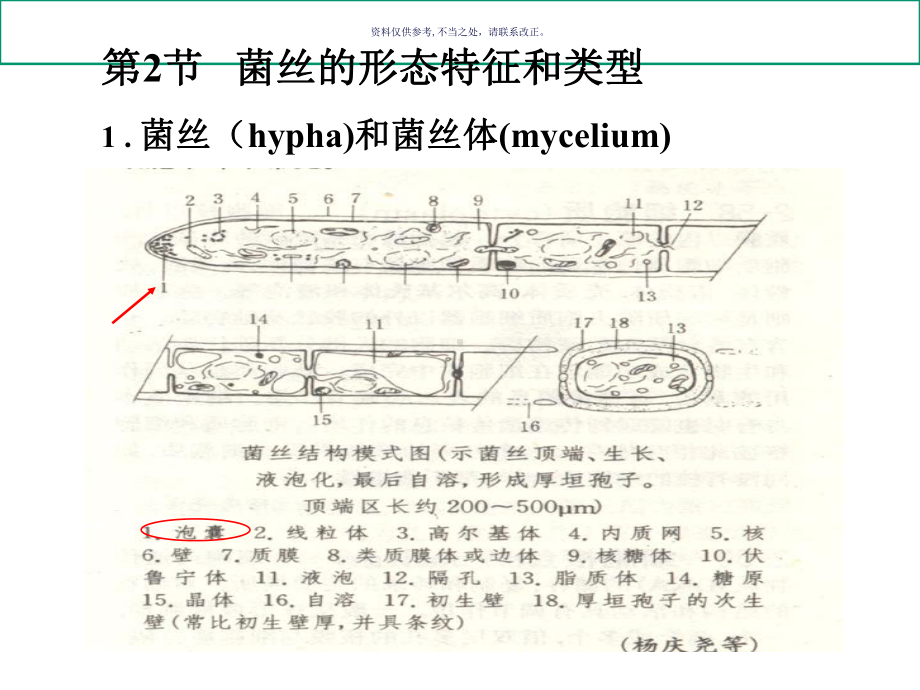 食药用真菌食用菌的生物学基础课件.ppt_第1页