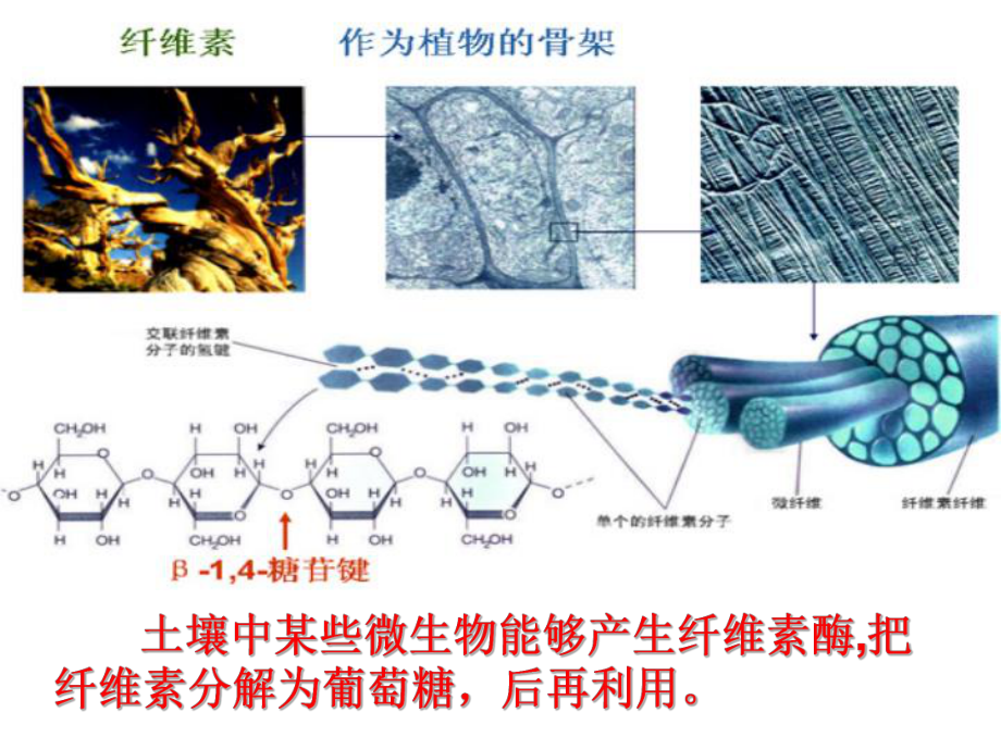 优质课分解纤维素的微生物的分离讲解课件.ppt_第2页