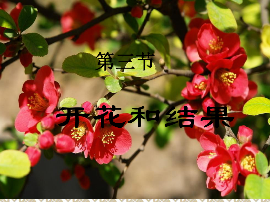 第三节-开花和结果课件.ppt_第1页