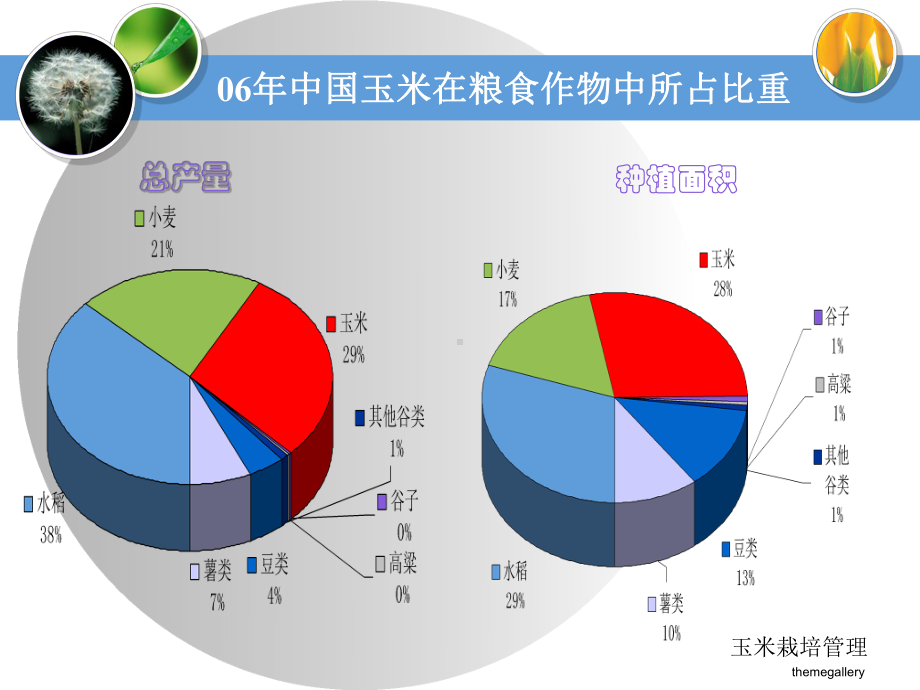 玉米高产栽培技术72页PPT课件.ppt_第3页