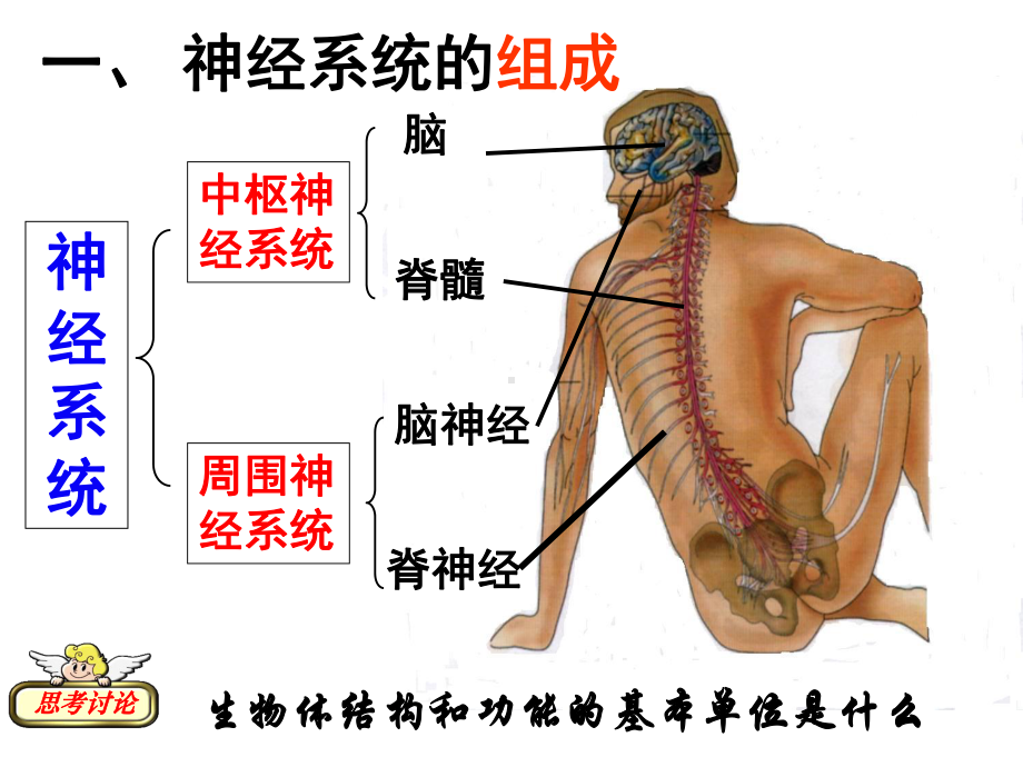 8.神经冲动的产生和传导课件.ppt_第3页