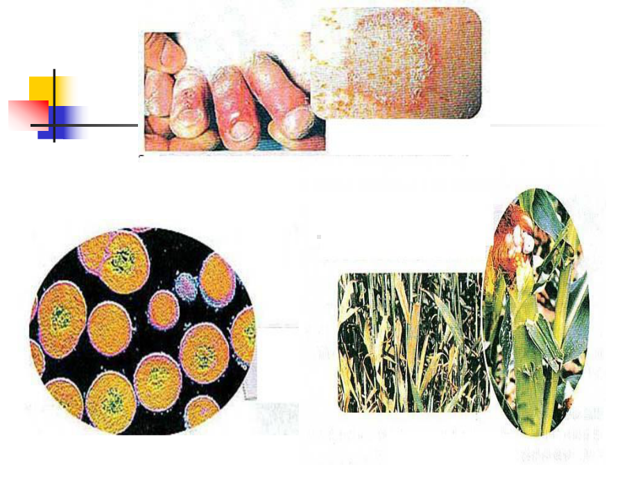 人类对细菌和真菌的利用ppt15-人教版课件.ppt_第1页