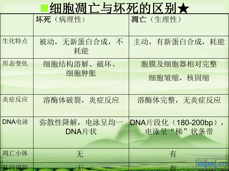 介导细胞凋亡的信号通路讲解课件.ppt_第3页