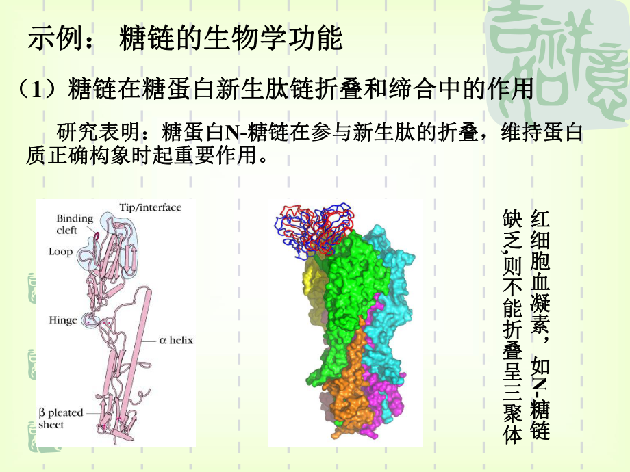 1、糖组学(glycomics)的背景及研究意义课件.ppt_第3页