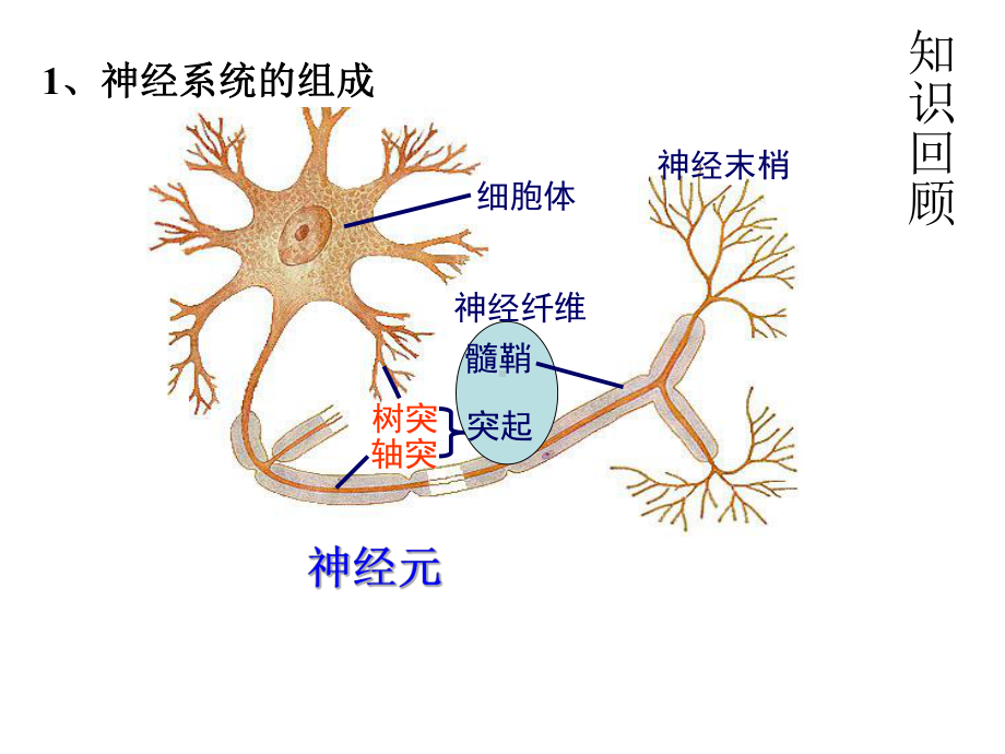 神经冲动的产生和传导讲解课件.ppt_第2页