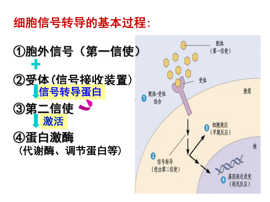 受体酪氨酸激酶通路课件.ppt_第2页