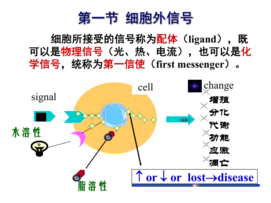 受体酪氨酸激酶通路课件.ppt_第3页