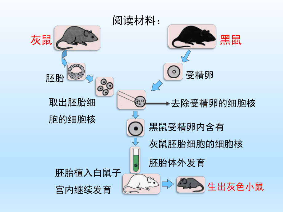 DNA是主要的遗传物质ppt104-苏教版课件.ppt_第3页