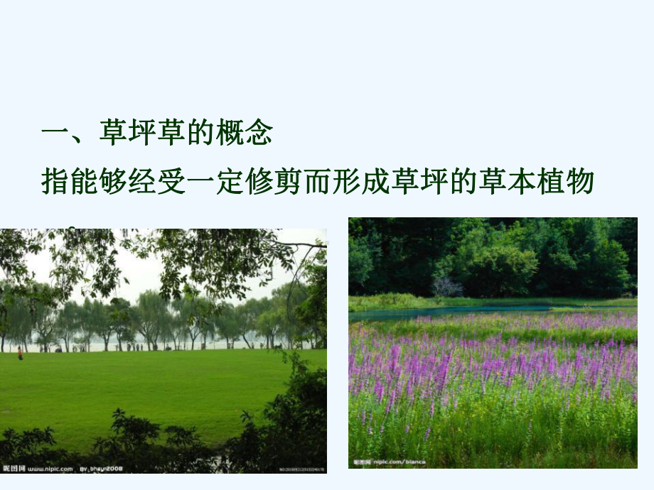 草坪草草坪分类课件.ppt_第2页