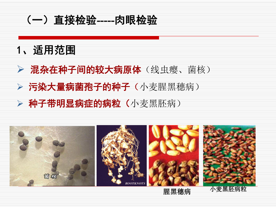 植物病害检疫检验技术真菌汇总课件.ppt_第3页