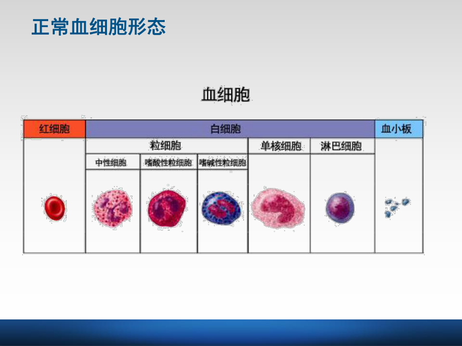 常用血液分析指标课件.ppt_第3页