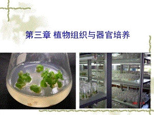 植物组织与细胞培养课件.ppt