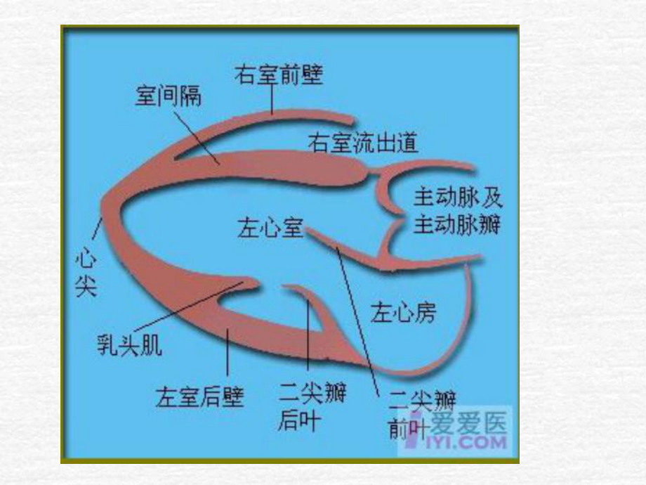 最新M型超声心动图测量及正常值课件.ppt_第2页