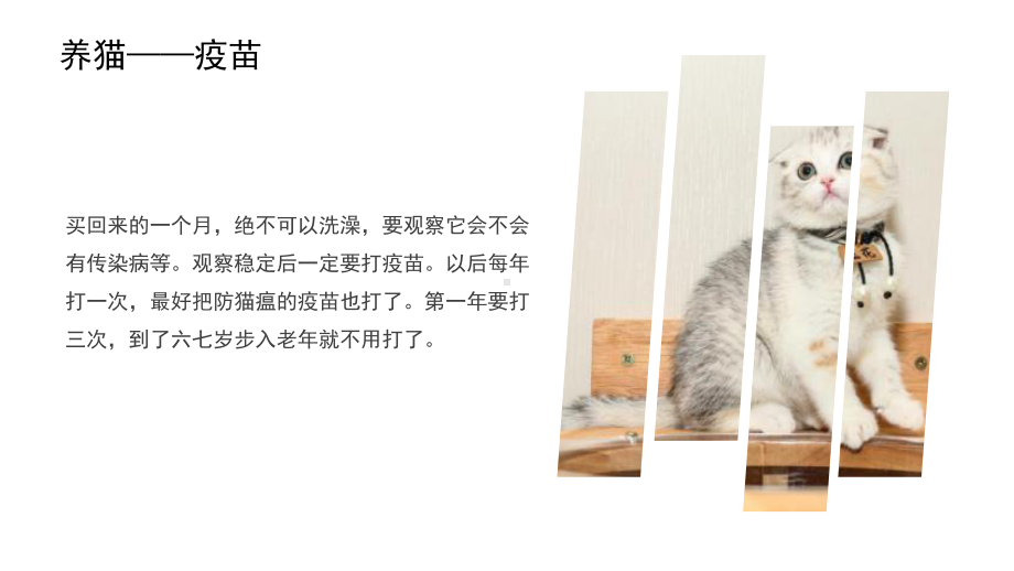 图文铲屎官养猫须知小科普知识动态ppt模板.pptx_第3页